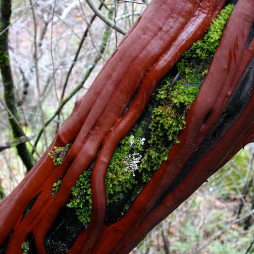 2003-12-31 manzanita.jpg