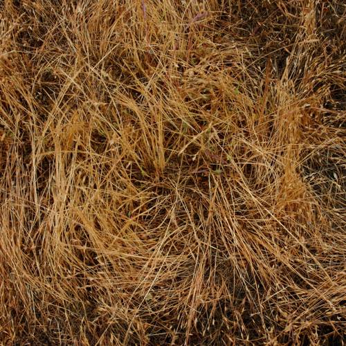 2004-05-28 swirl of grass.jpg